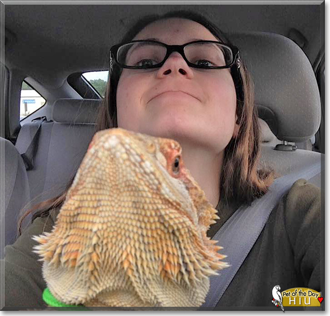 Hiu the Bearded Dragon, the Pet of the Day