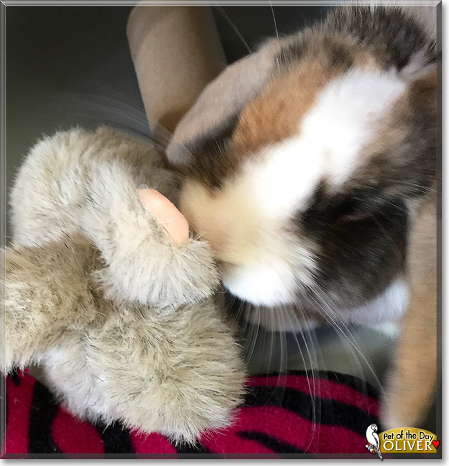 Oliver the Harlequin Lop Rabbit, the Pet of the Day
