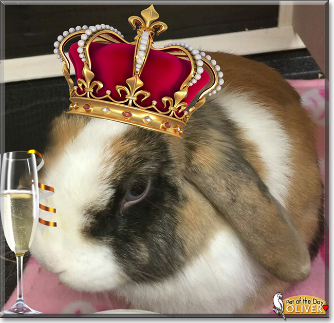 Oliver the Harlequin Lop Rabbit, the Pet of the Day