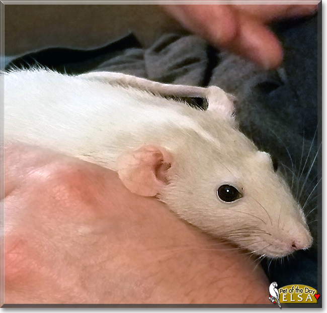 Elsa the Dumbo Rat, the Pet of the Day