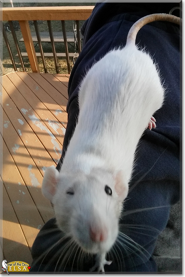 Elsa the Dumbo Rat, the Pet of the Day