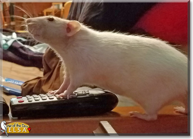 Elsa the Dumbo Rat, the Pet of the Day