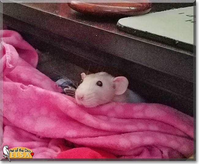 Elsa the Dumbo Rat, the Pet of the Day