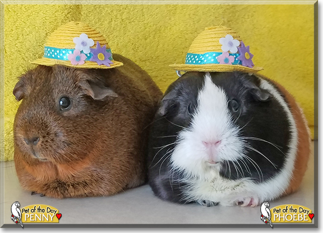 Penny and Phoebe the Short-haired Guinea Pigs, the Pet of the Day