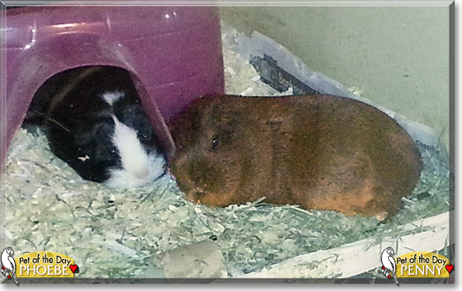 Penny and Phoebe the Short-haired Guinea Pigs, the Pet of the Day