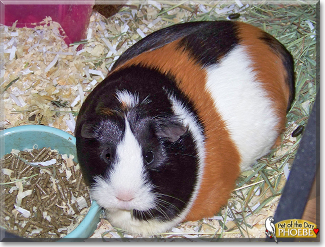 Penny and Phoebe the Short-haired Guinea Pigs, the Pet of the Day