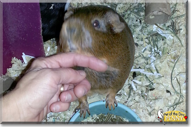 Penny and Phoebe the Short-haired Guinea Pigs, the Pet of the Day
