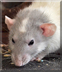 Zeena the Hooded Rat