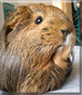 GingerSnap the Silky Guinea Pig