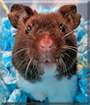 Pixel the Teddy Bear Hamster