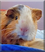 Pancho the Guinea Pig