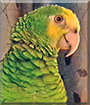 Salty the Yellow Shoulder Amazon Parrot