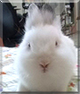 Penny the Bunny