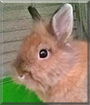 Pasztet the Dwarf Rabbit
