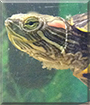 Tuck the Red-Eared Slider Turtle