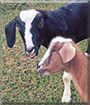 Shooter and Tucker the Goats