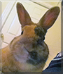 Nibbles the Dwarf Rabbit