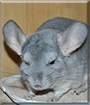 Idefix the Chinchilla