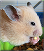 Jack the Hamster