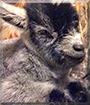 Georgie the Nigerian Dwarf Goat
