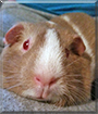 Sweet heart the Guinea Pig