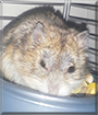 Tinkerbelle the Dwarf Hamster