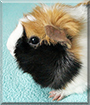 Guinea Pig the Guinea Pig