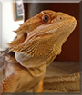 Hiu the Bearded Dragon