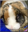 Oliver the Harlequin Lop Rabbit