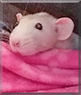 Elsa the Dumbo Rat