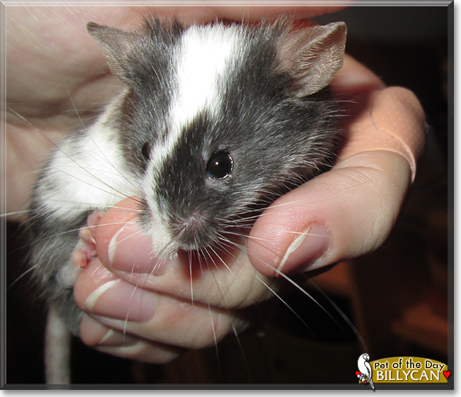 Billycan the Fancy Mouse, the Pet of the Day