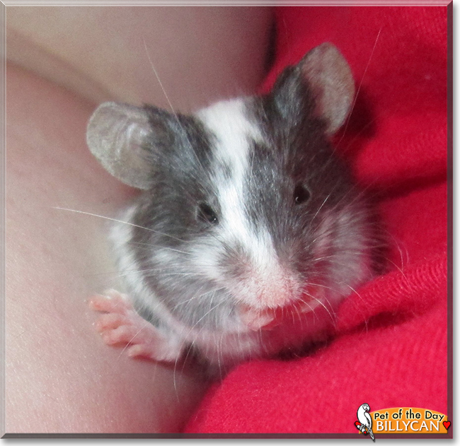 Billycan the Fancy Mouse, the Pet of the Day