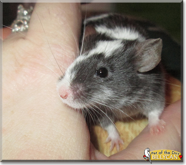 Billycan the Fancy Mouse, the Pet of the Day