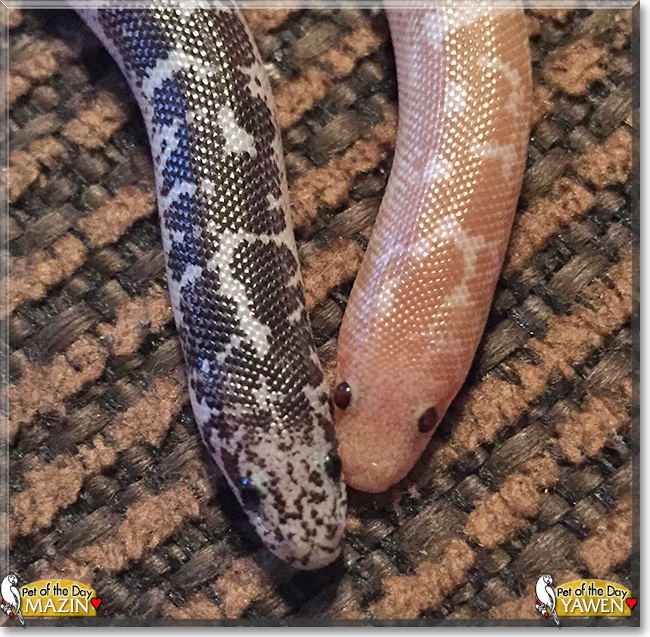 Yawen and Mazin the Kenyan Sand Boas, the Pet of the Day