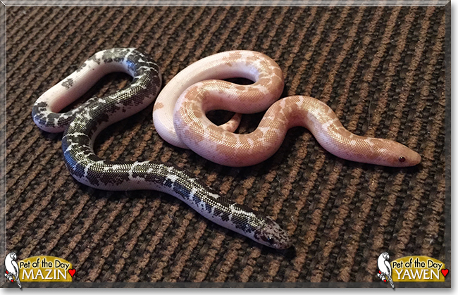 Black and White Kenyan Sand Boa for Sale