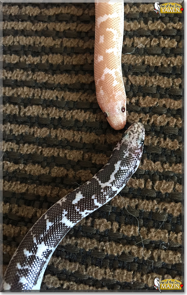 Yawen and Mazin the Kenyan Sand Boas, the Pet of the Day