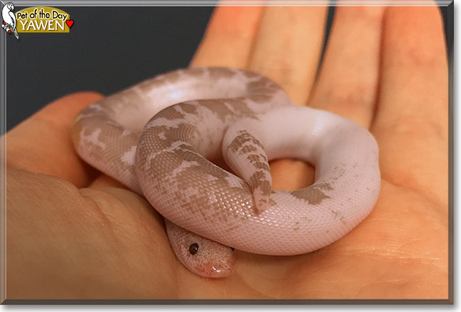 Yawen and Mazin the Kenyan Sand Boas, the Pet of the Day