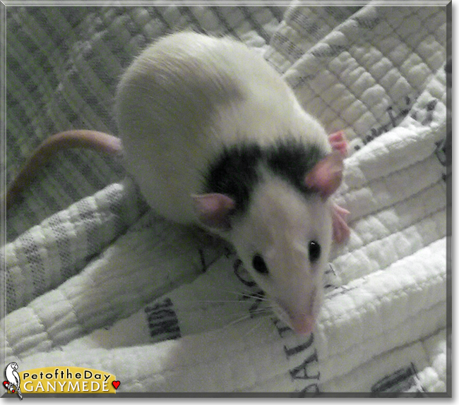 Ganymede the Fancy Rat, the Pet of the Day