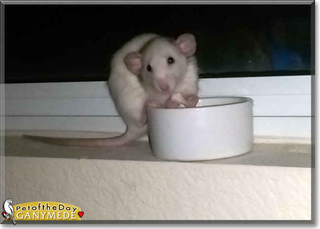 Ganymede the Fancy Rat, the Pet of the Day