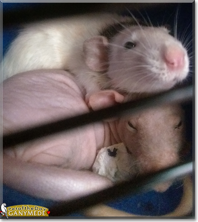 Ganymede the Fancy Rat, the Pet of the Day