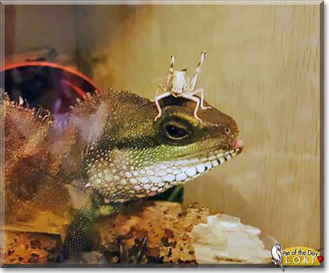 Loki the Chinese Water Dragon, the Pet of the Day