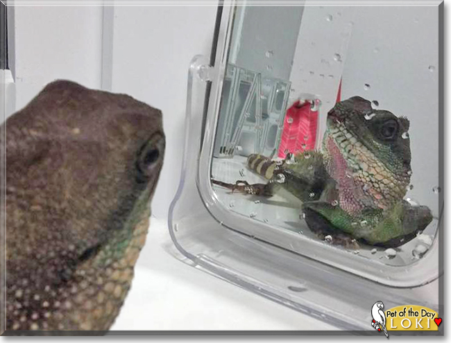 Loki the Chinese Water Dragon, the Pet of the Day