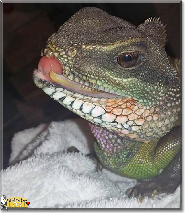 Loki the Chinese Water Dragon, the Pet of the Day