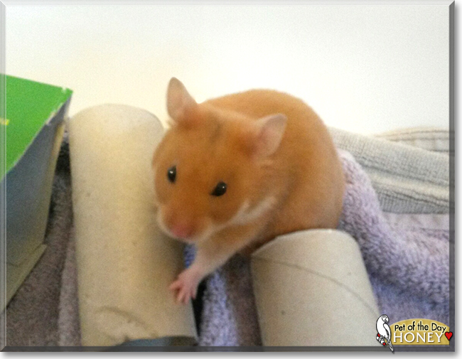 Honey the Syrian Hamster, the Pet of the Day