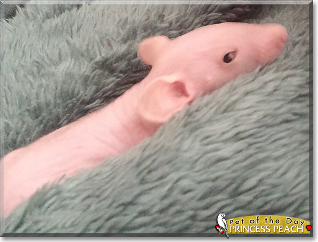 Princess Peach the Hairless Rat, the Pet of the Day