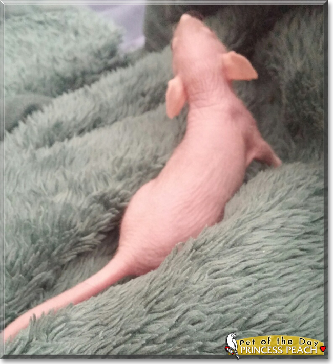 Princess Peach the Hairless Rat, the Pet of the Day