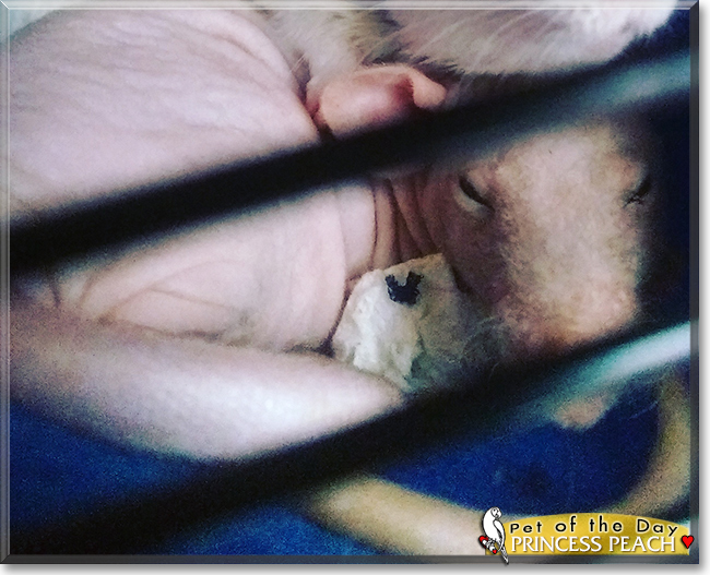 Princess Peach the Hairless Rat, the Pet of the Day