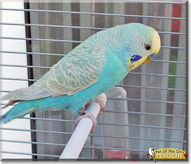 Peruche the Budgerigar, the Pet of the Day