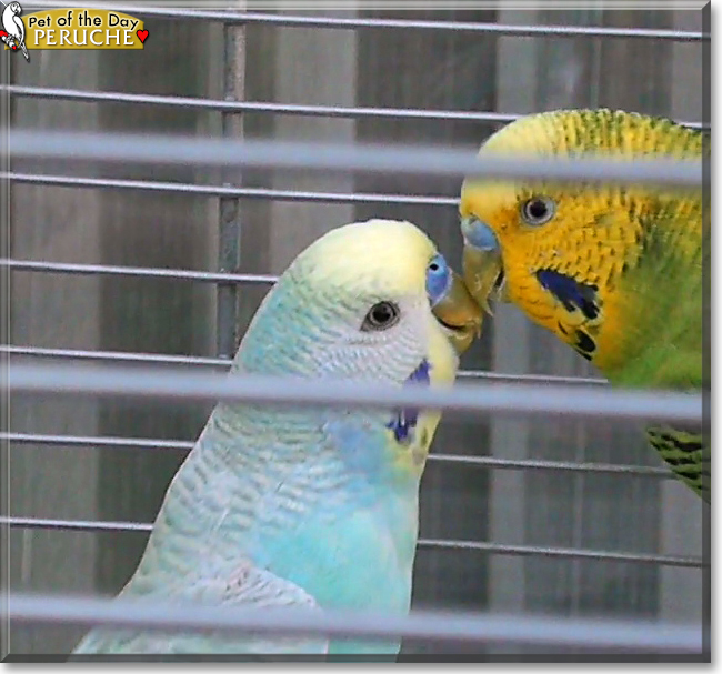 Peruche the Budgerigar, the Pet of the Day