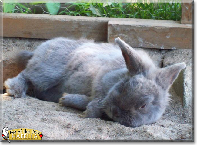 Harella the Lionhead rabbit mix, the Pet of the Day